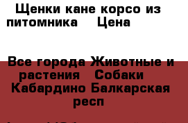 Щенки кане корсо из  питомника! › Цена ­ 65 000 - Все города Животные и растения » Собаки   . Кабардино-Балкарская респ.